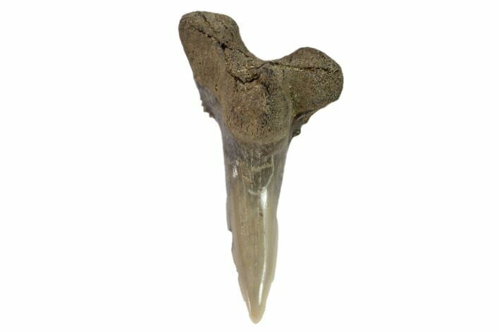 Lower Shark Tooth Fossil (Hemipristis) - Virginia #102136
